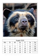 August_Brillenbär.pdf